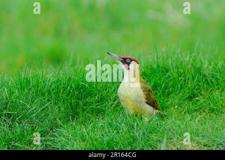 Green Woodpecker (Picus viridis), männlich, auf Gras stehend, Oxfordshire, England, Vereinigtes Königreich Stockfoto