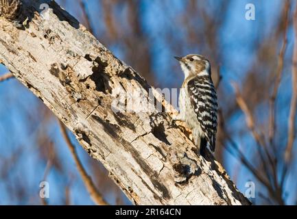 Japanischer Kizuki Woodpecker, Japanischer Pygmy Woodpecker, Spechte, Tiere, Vögel, Spechte, japanischer Specht (Dendrocopos kizuki Stockfoto