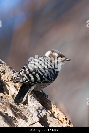 Japanischer Kizuki Woodpecker, Japanischer Pygmy Woodpecker, Spechte, Tiere, Vögel, Spechte, japanischer Specht (Dendrocopos kizuki Stockfoto