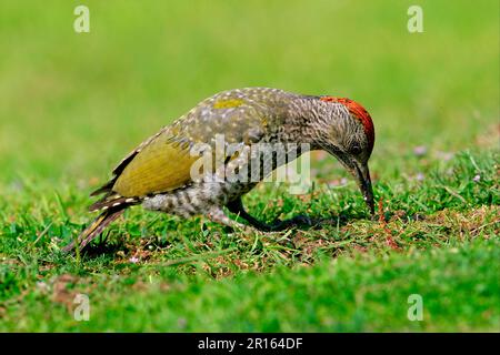 Grüner Specht, europäischer grüner Specht (Picus viridis), Specht, Tiere, Vögel, Specht, Green Woodpecker Juvenile ernährt sich von Ameisen Stockfoto