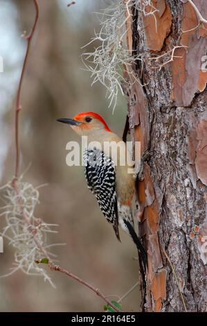 Carolinischer Specht, Carolinischer Specht, Specht, Tiere, Vögel, Spechte, Rotbauch-Specht (Melanerpes carolinus) männlich Stockfoto