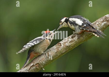 Großer Specht (Dendrocopus Major), männlich, männlich, ernähren sich jung, hängen am Ast, Warwickshire, England, Sommer Stockfoto