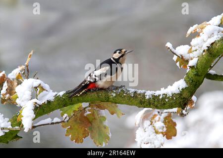 Großspecht (Dendrocopus major), männlich, auf einem schneebedeckten Eichenarm (Quercus sp.), Shropshire, England, Vereinigtes Königreich Stockfoto