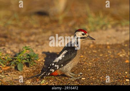 Großspecht (Dendrocopus major), auf dem Boden stehend, Nordspanien Stockfoto