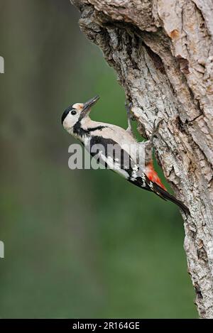 Syrischer specht (Dendrocopos syriacus), weibliche Erwachsene, am Eingang zum Nestloch im Baumstamm, Bulgarien Stockfoto