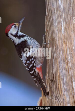 Woodpecker, Spechte mit weißem Rücken (Dendrocopos leucotos), Spechte, Tiere, Vögel, Spechte, Woodpecker mit weißem Rücken, Erwachsener Stockfoto
