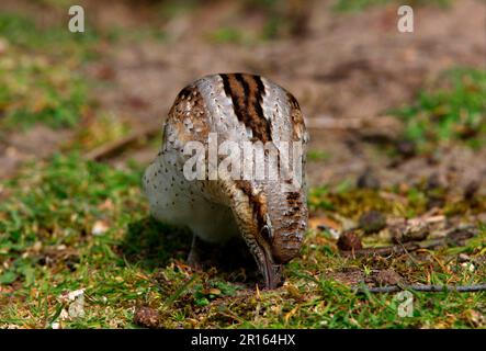 Eurasischer eurasischer Kehlkopf (Jynx torquilla), Erwachsene, Fütterung von Ameisen in sandigem Boden, Norfolk, England, Vereinigtes Königreich Stockfoto