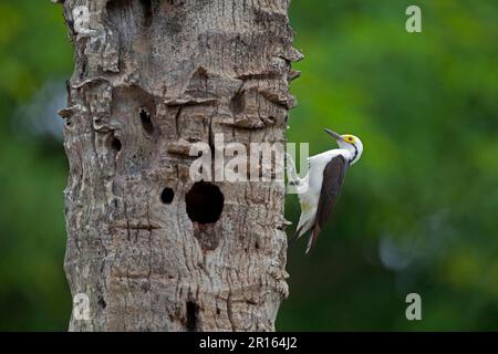 Ausgewachsener weißer Specht (Melanerpes candidus), klebt an Baumstamm mit Loch, Pantanal, Mato Grosso, Brasilien Stockfoto