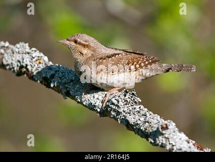 Eurasischer eurasischer Wryneck (Jynx torquilla), Erwachsener, sitzt auf einem mit Flechten umhüllten Zweig, Finnland Stockfoto