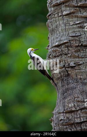 Adulter weißer Specht (Melanerpes candidus), Klammern an Baumstamm, Pantanal, Mato Grosso, Brasilien Stockfoto