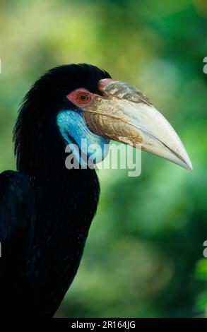 Kranichhornvogel, Kranzhornvogel (Aceros undulatus), Hornvogel, Tiere, Vögel, Kranzvogel weiblich, Südasien, Sumatra und Borneo Stockfoto