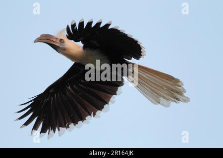 Weißkronen-Hornbill (Berenicornis comatus), Erwachsener, im Flug, Kinabatangan River, Sabah, Borneo, Malaysia Stockfoto