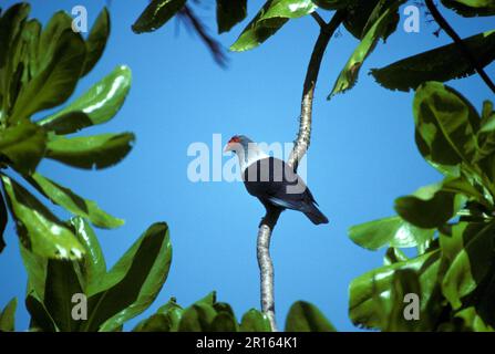 Taube (Alectroenas pulcherrima) Blaue Seychellen Stockfoto