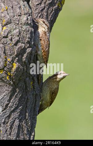 Eurasian Wryneck (Jynx Torquilla) erwachsenes Paar, am Nesselstümpeleingang im Baumstamm, Bulgarien Stockfoto