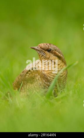 Eurasian Wryneck (Jynx Torquilla), Erwachsener, auf dem Boden inmitten von Gras, Norfolk, England, Vereinigtes Königreich Stockfoto