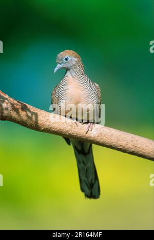 Taube (Geopelia striata) Seychellen Stockfoto