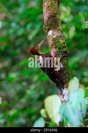 Woodpecker (Reinwardtipicus validus xanthopygius) mit orangefarbenem Rücken, männlich, an Baumstamm klebend, Kinabalu N. P. Sabah, Borneo, Malaysia Stockfoto