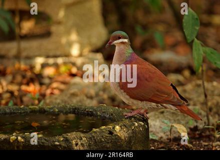 Key West Wachteltaube (Geotrygon chrysia), Erwachsene, Trinken, Cayo Coco, Jardines del Rey, Ciego de Avila Province, Kuba Stockfoto