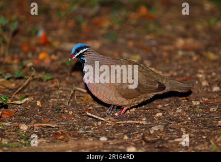 Blauköpfige Wachteltaube (Starnoenas cyanocephala), Erwachsener, Wandern auf Waldboden, Halbinsel Zapata, Provinz Matanzas, Kuba Stockfoto