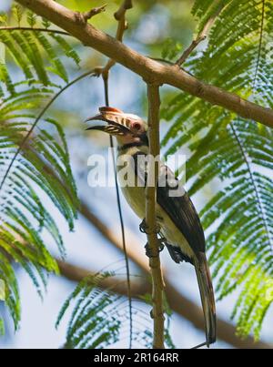 Luzon Tarictic luzon Hornbill (Penelopides Manillae), männlich, auf einem Ast, Subic, Luzon Island, Philippinen Stockfoto