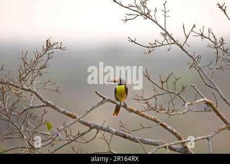 Aracari (Pteroglossus inscriptus), Aracari (Aracari), Aracari (Aracari), Tiere, Toucans, Vögel, Aracari-Schrift, ausgewachsen, auf einem Ast Stockfoto