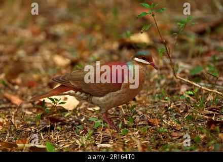 Key West Wachteltaube (Geotrygon chrysia), Erwachsener, steht auf Waldboden, Halbinsel Zapata, Provinz Matanzas, Kuba Stockfoto