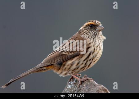 Weissbraun-Rosefinch (Carpodacus thura), weiblich, Provinz Sichuan, China Stockfoto