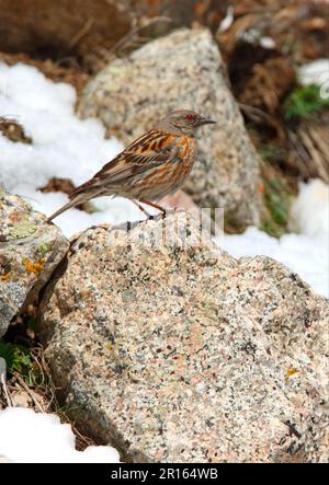 Himalaya Accentor, Himalaya Accentor, Himalaya Accentor, Singvögel, Tiere, Vögel, Altai Accentor (Prunella himalayana) Erwachsene, hoch oben auf Felsen bei Stockfoto