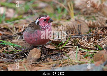 Weissbraun-Rosefinch (Carpodacus thura), männlicher Erwachsener, Fütterung am Boden, Provinz Sichuan, China Stockfoto