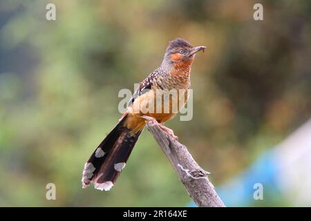 Riesen-Lacher-Thrush, Riesen-Lacher-Thrush, Riesen-Lacher-Thrush, Korviden, Singvögel, Tiere, Vögel, Riesen-Lacher-Thrush (Garrulax maximus) Stockfoto