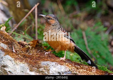 Riesen-Lacher-Thrush, Riesen-Lacher-Thrush, Riesen-Lacher-Thrush, Korviden, Singvögel, Tiere, Vögel, Riesen-Lacher-Thrush (Garrulax maximus) Stockfoto