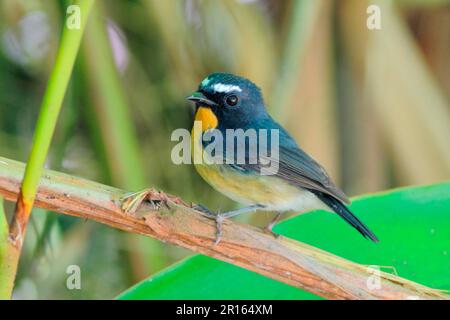 Verschneiter Flycatcher (Ficedula hyperythra sumatrana), männlich, hoch oben auf dem Stiel, Gunung Kinabalu, Sabah, Borneo, Malaysia Stockfoto