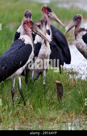 Marabou-Störche umgeben eine mosambikanische Gewürzobra Stockfoto