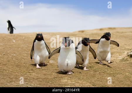 Südlicher Felshopferpinguin (Eudyptes chrysocome), Spaziergang zur Nistkolonie der Falklandinseln Stockfoto