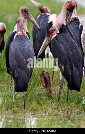 Marabou-Störche umgeben eine mosambikanische Gewürzobra Stockfoto