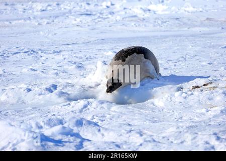 Seehunde (Pagophilus groenlandicus), weiblich, auf Packeis, Magdalen-Inseln, St. Lawrence Gulf, Quebec, Nordamerika, Kanada Stockfoto