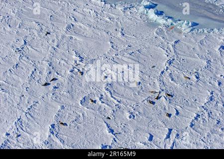 Seehunde (Pagophilus groenlandicus), Kolonie auf Rudeleis, im Winter, Magdalen Inseln, Golf von St. Lawrence, Quebec, Kanada, Nordamerika Stockfoto