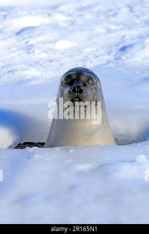 Seehunde (Pagophilus groenlandicus), weiblich, aus dem Atemloch blickend, Magdalen-Inseln, St. Lawrence Gulf, Quebec, Nordamerika, Kanada Stockfoto