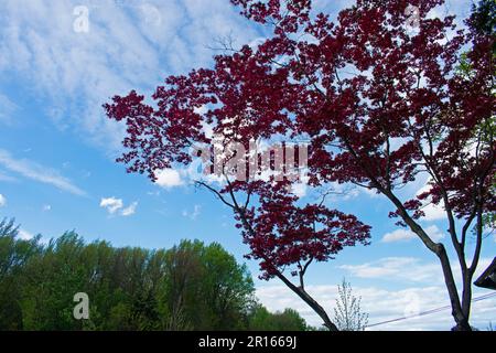 Japanischer roter Ahornbaum mit dunkelroten Blättern vor blauem Himmel an einem meist sonnigen Frühlingstag -08 Stockfoto