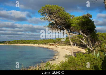 Es Trenc Beach, Mallorca, Balearen, Spanien Stockfoto