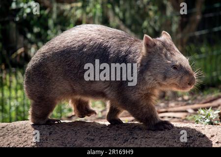 Der gewöhnliche Wombat hat einen großen, stumpfen Kopf mit kleinen Augen und Ohren und einen kurzen, muskulären Hals. Ihre scharfen Krallen und stumpfen, kraftvollen Beine machen sie aus Stockfoto