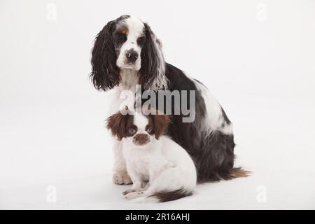 American Cocker Spaniel und Mischhund, Welpe, 3 Monate Stockfoto