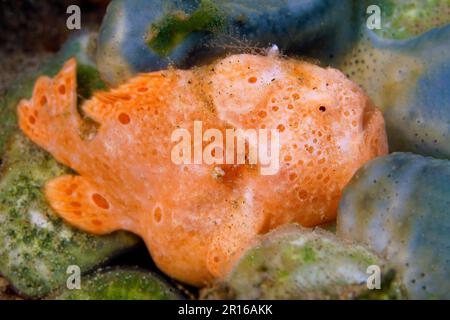 Gemalter Froschfisch (Antennarius pictus), orange, winzig, 3cm, Sulu-Meer, Pazifik, Apo Island Geschützte Landschaft - Seascape, Negros, Visayas Inseln Stockfoto