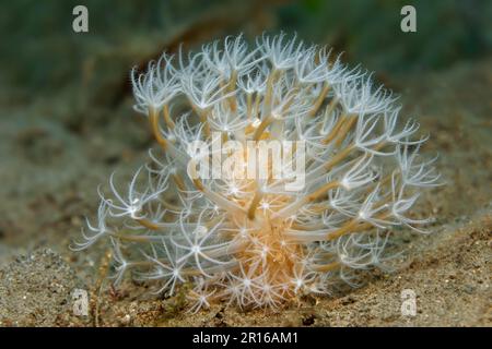 Meeresfedern, (Cavernularia), Polypen, Offen, Sulu-Meer, Pazifik, Apo Island Protected Landscape-Seascape, Negros, Visayas Inseln, Philippinen Stockfoto