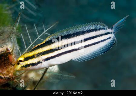 Gestreifte Mimikry Blenny (Petroscirtes breviceps), vor der Hausröhre, Sulu Sea, Pazifik, Apo Island Protected Landscape-Seascape, Negros Stockfoto