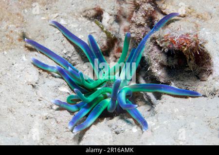 Lagunenanemone (Condylactis), Sandboden, Sulu-Meer, Pazifischer Ozean, Apo-Insel geschützte Landschaft-Seascape, Negros, Visayas-Inseln, Philippinen Stockfoto