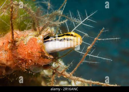 Gestreifte Mimikry Blenny (Petroscirtes breviceps), in der Röhre, Sulu Sea, Pazifik, Apo Island Protected Landscape-Seascape, Negros, Visayas Stockfoto