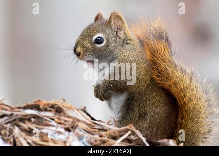 Rotes Eichhörnchen auf einem Ast (Tamiasciurus hudsonicus), Quebec, Kanada Stockfoto