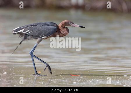 Blaufußreiher, Florida (Egretta rufescens) Stockfoto