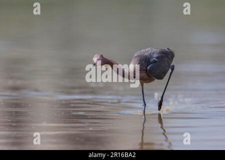 Blaufußreiher, Florida (Egretta rufescens) Stockfoto